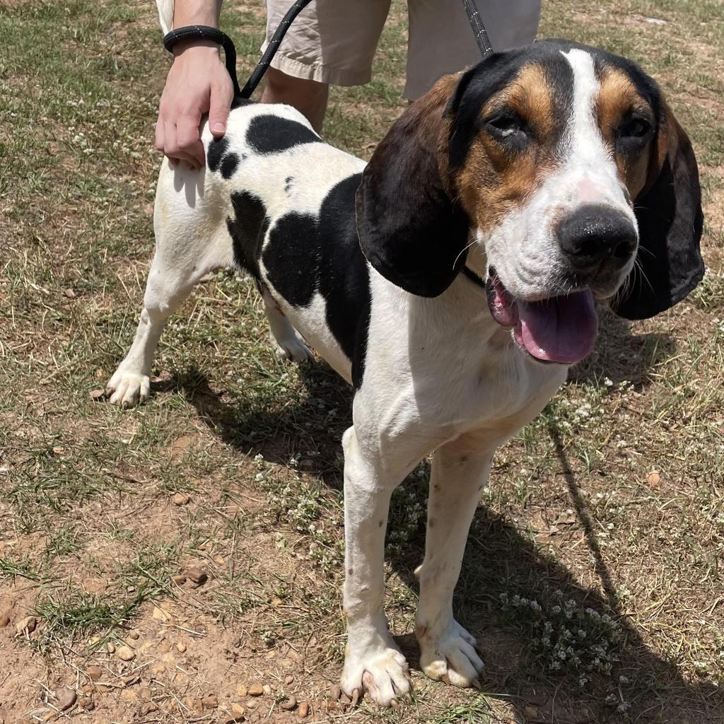 Roscoe Jenkins, a Adoptable Coonhound in Enterprise, AL image 4/6