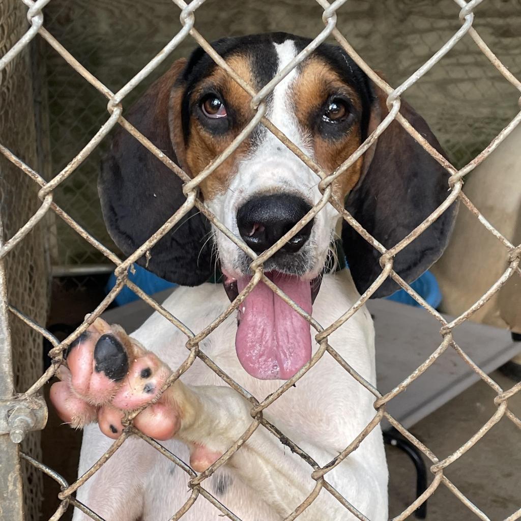 Roscoe Jenkins, a Adoptable Coonhound in Enterprise, AL image 5/6