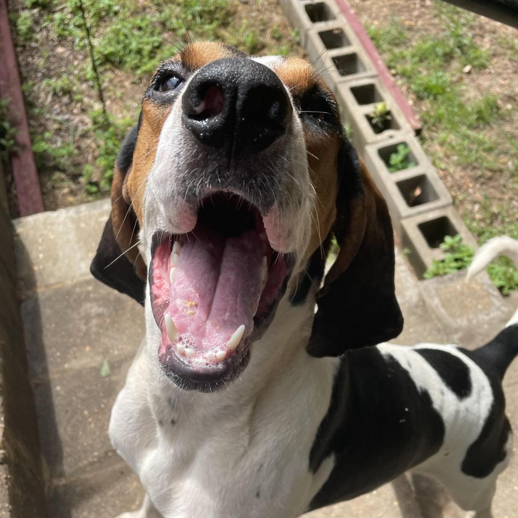 Roscoe Jenkins, a Adoptable Coonhound in Enterprise, AL image 6/6