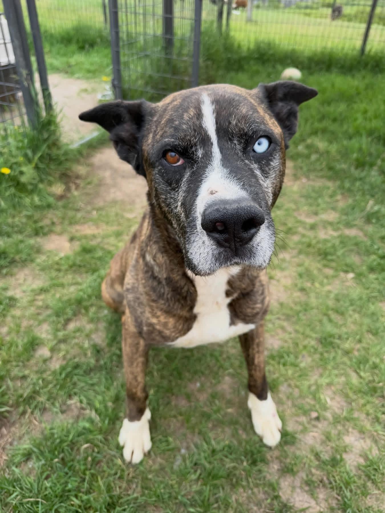 Simba, ADOPTABLE, Adult Male Mixed Breed.