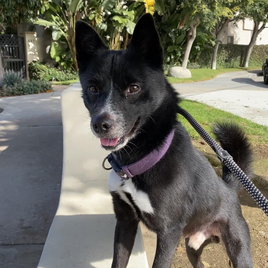 Milano C000-631 - Costa Mesa Location, Adoptable, Adult Male Border Collie & Mixed Breed.