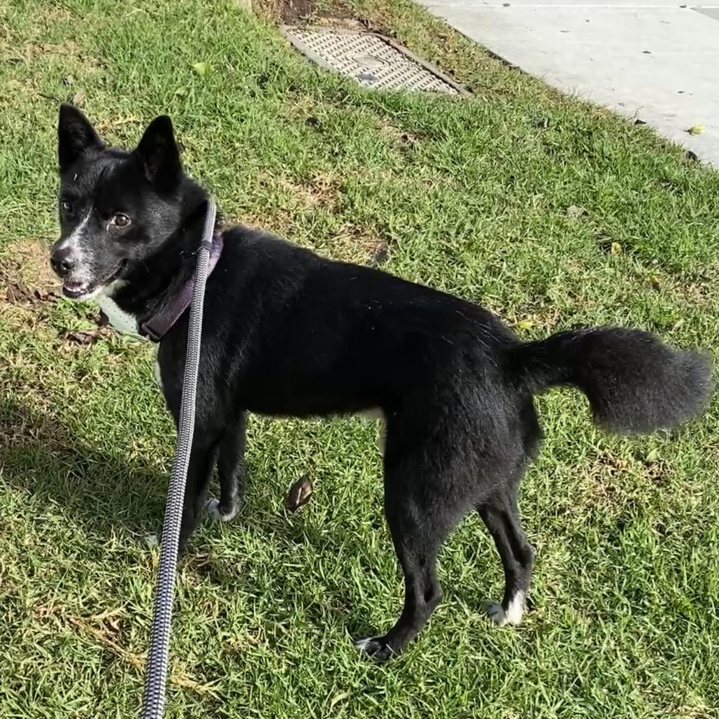 Enlarge Milano C000-631 - Costa Mesa Location, a Adoptable mixed breed in Chino Hills, CA image 2/3