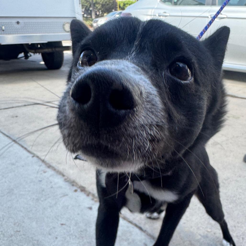 Enlarge Milano C000-631 - Costa Mesa Location, a Adoptable mixed breed in Chino Hills, CA image 3/3