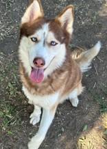 Enlarge Monk, a Adopted Siberian Husky in Wenatchee, WA image 2/4