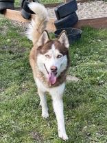 Enlarge Monk, a Adopted Siberian Husky in Wenatchee, WA image 3/4