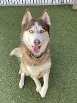 Enlarge Monk, a Adopted Siberian Husky in Wenatchee, WA image 4/4