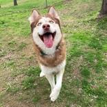 Monk, Adopted, Adult Male Siberian Husky.