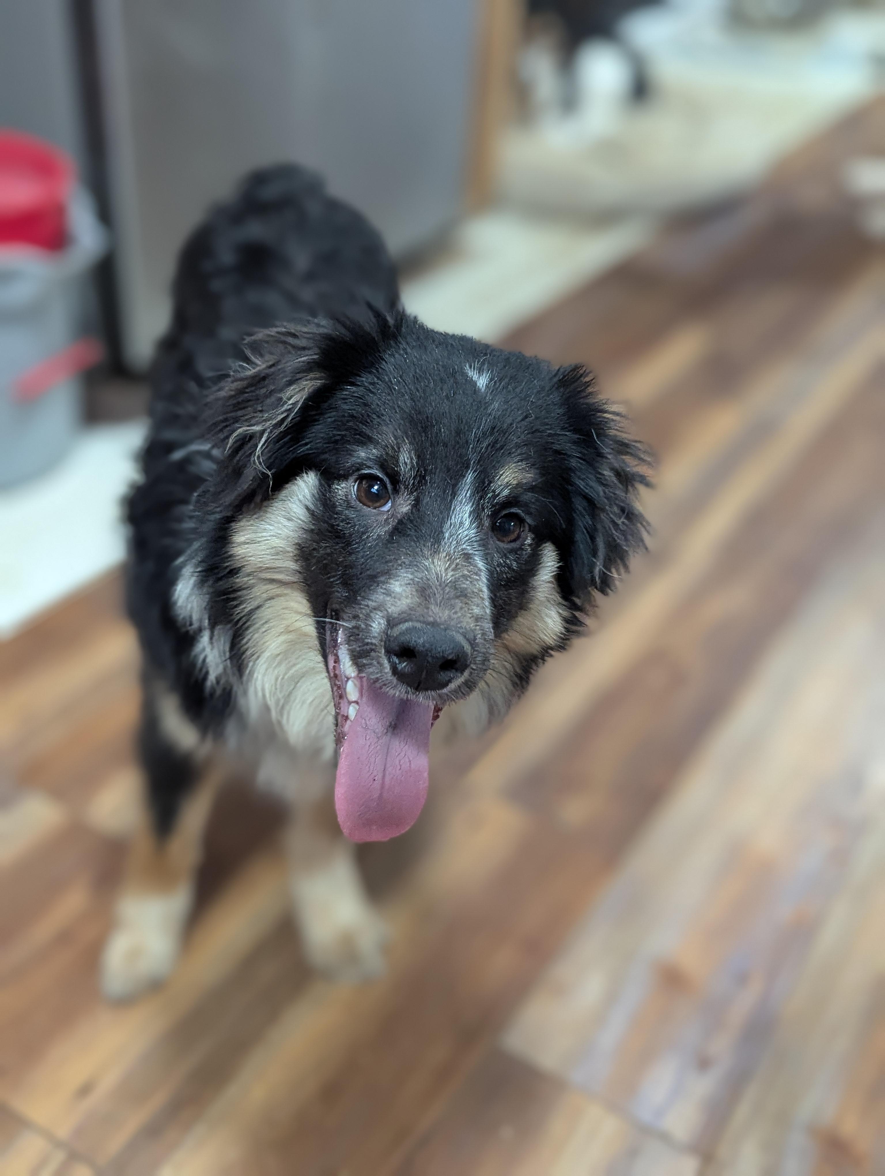 Dennis (The Menace), ADOPTABLE, Young Male Australian Shepherd.
