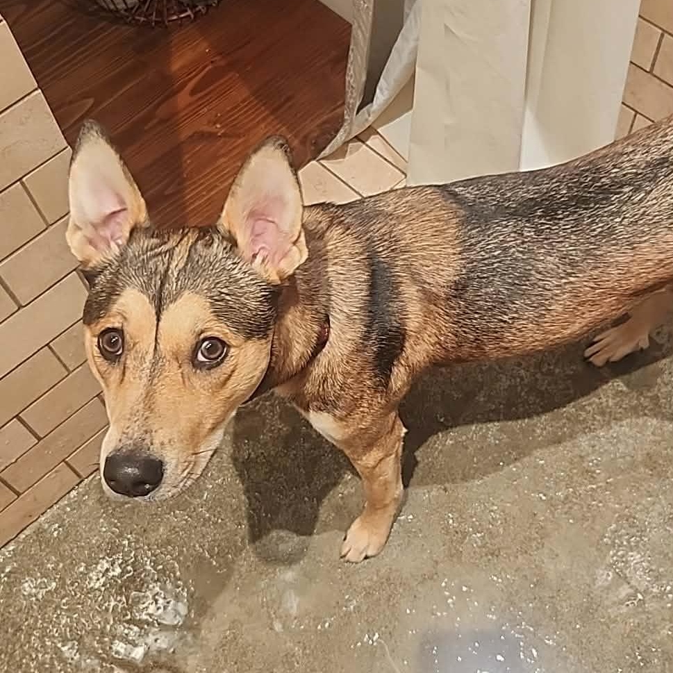 Enlarge Stella, a hold mixed breed in Rochester, WA image 6/6