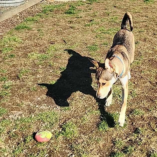 Enlarge Stella, a Adoptable mixed breed in Rochester, WA image 2/6