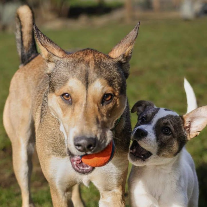 Enlarge Stella, a hold mixed breed in Rochester, WA image 2/6