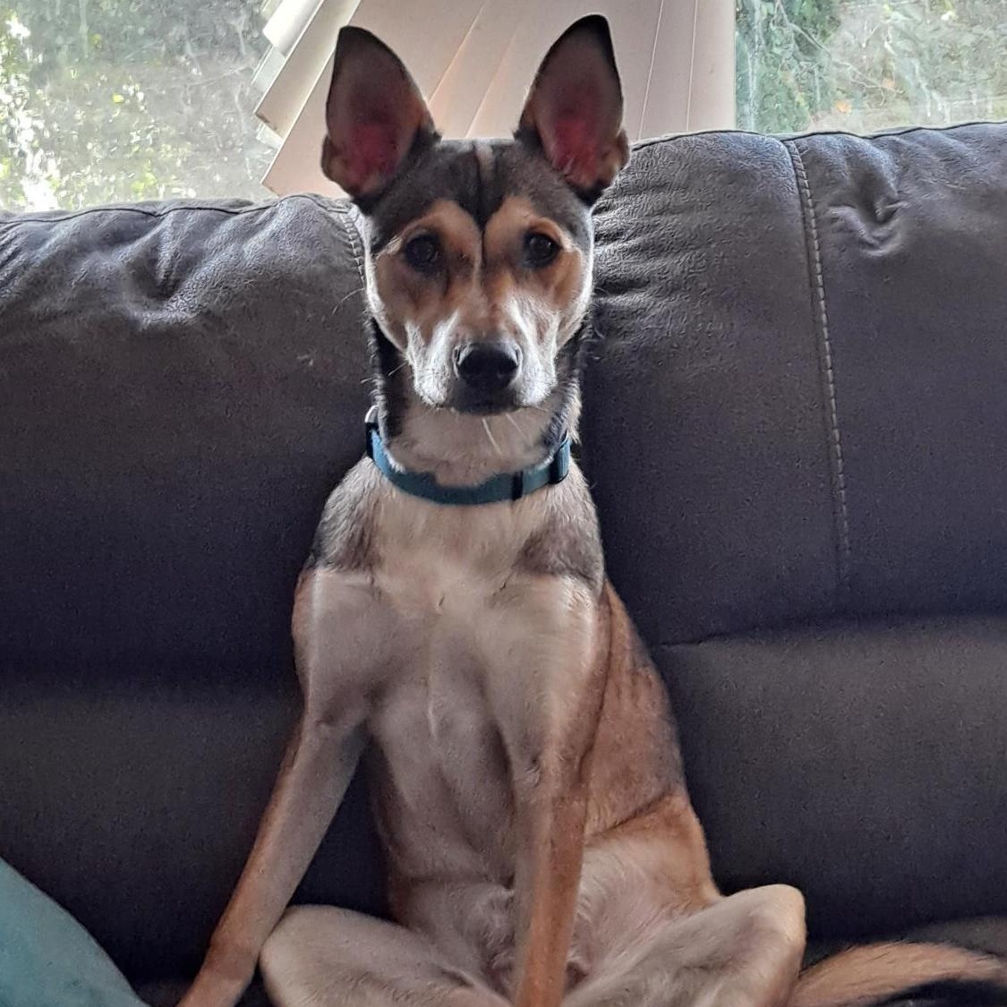 Enlarge Stella, a Adoptable mixed breed in Rochester, WA image 3/6