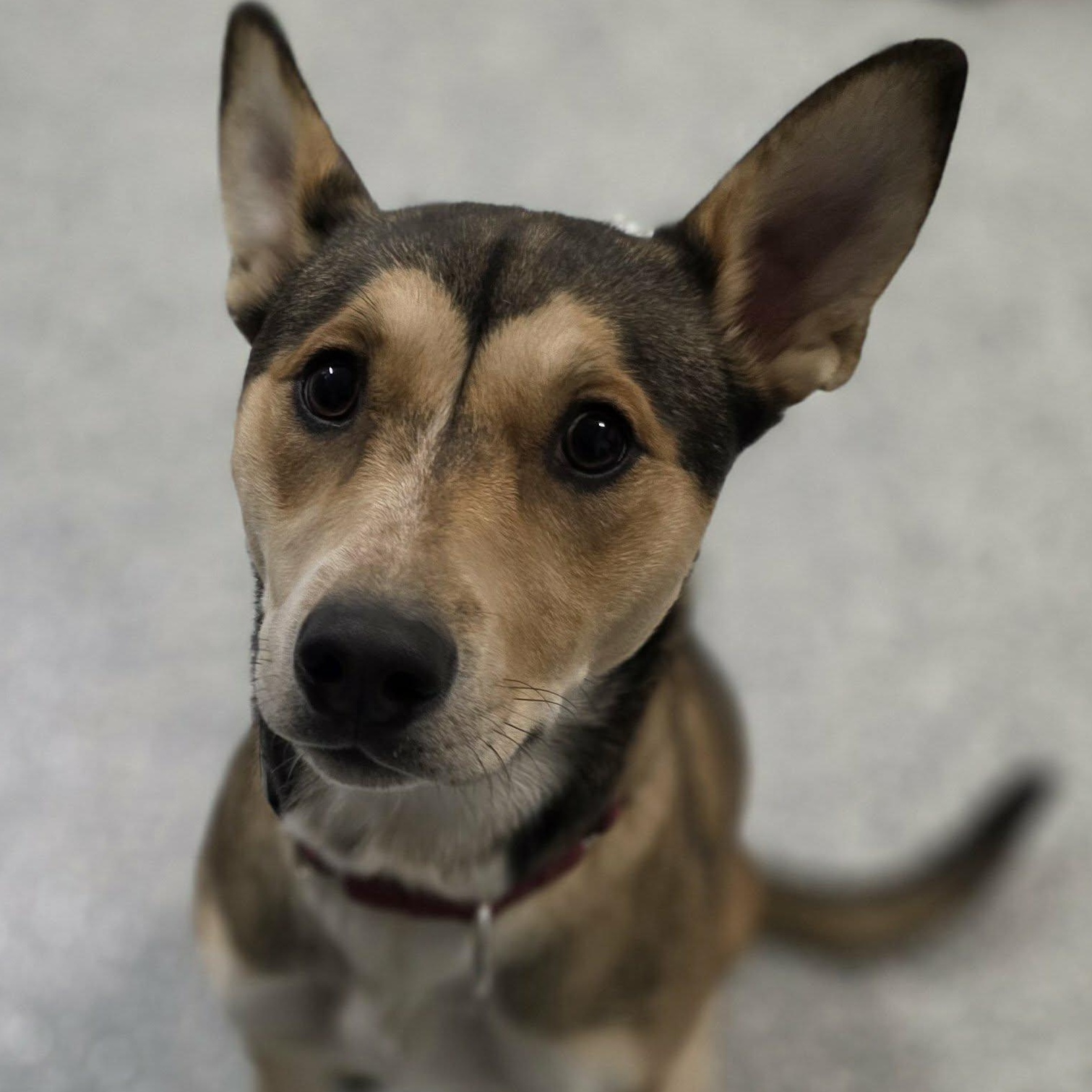 Stella, Adoptable, Adult Female German Shepherd Dog.