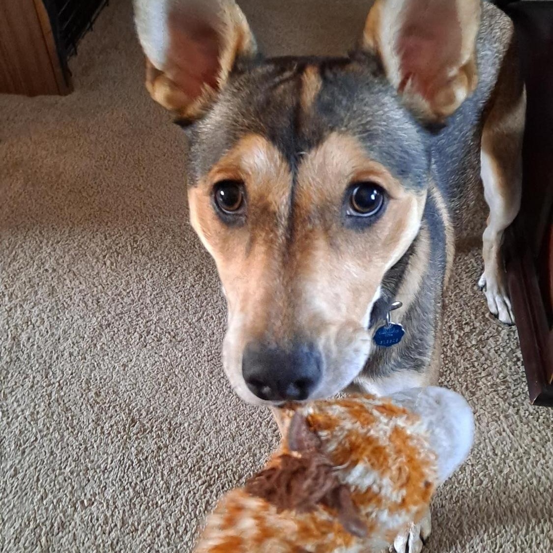 Enlarge Stella, a Adoptable mixed breed in Rochester, WA image 4/6