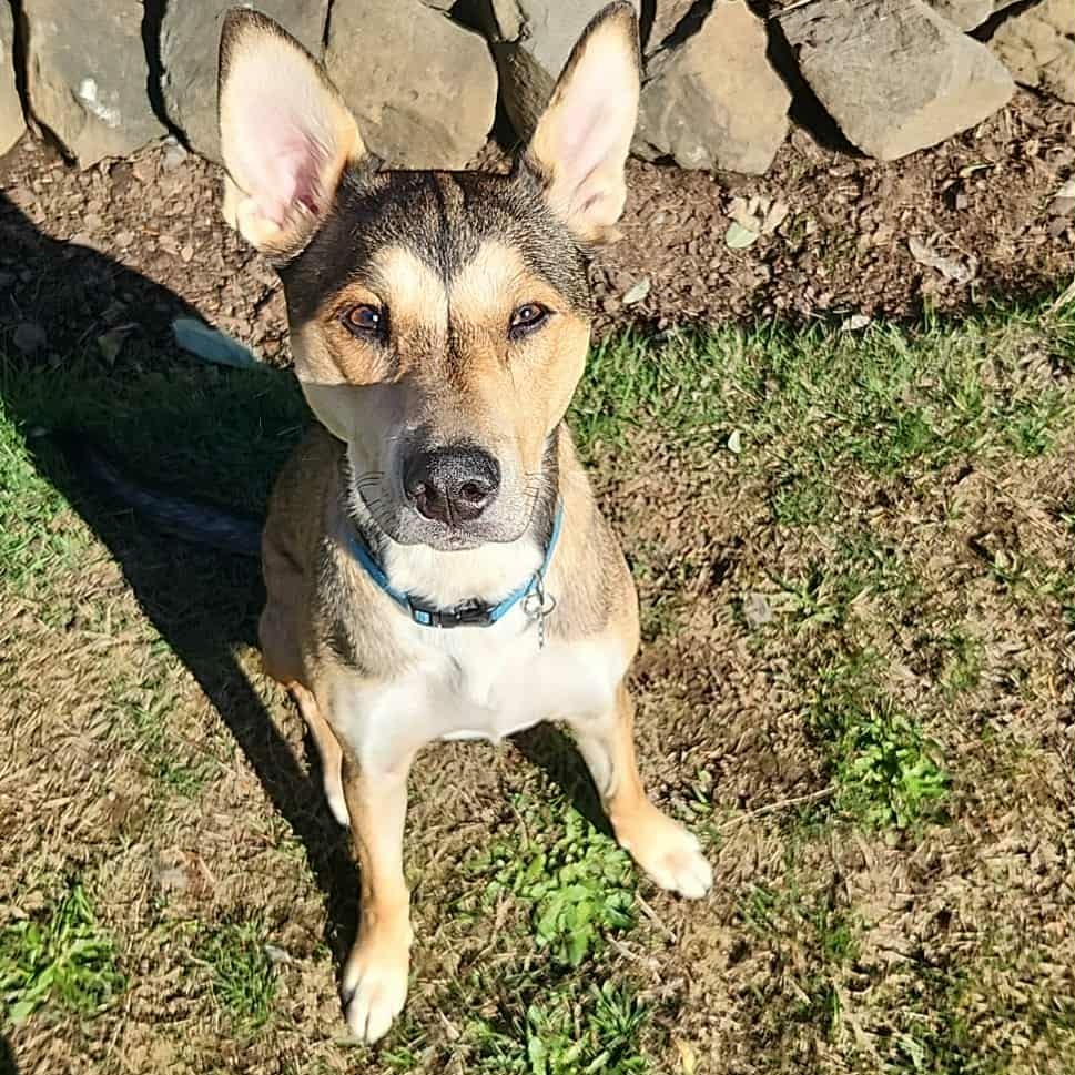 Enlarge Stella, a Adoptable mixed breed in Rochester, WA image 1/6