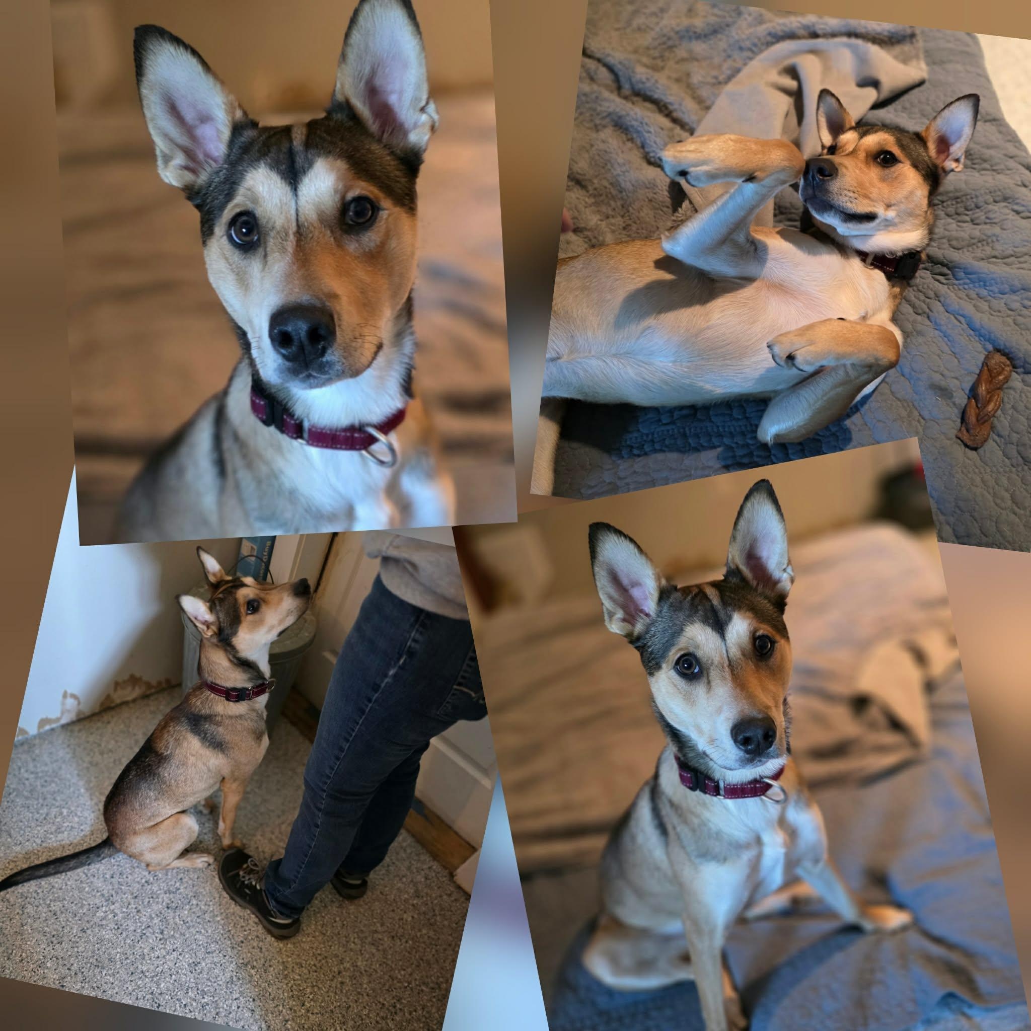 Enlarge Stella, a hold mixed breed in Rochester, WA image 3/6