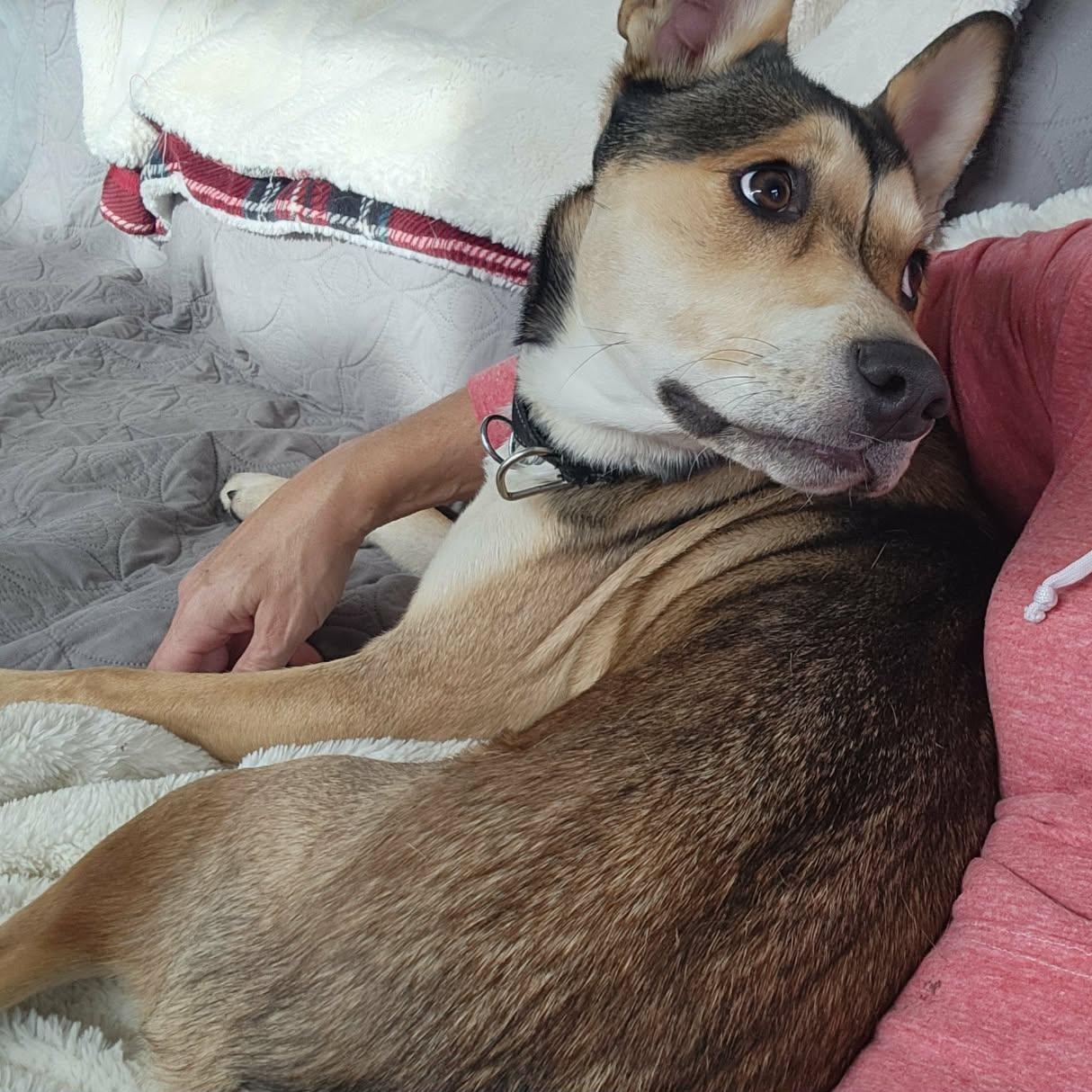 Enlarge Stella, a Adoptable mixed breed in Rochester, WA image 5/6