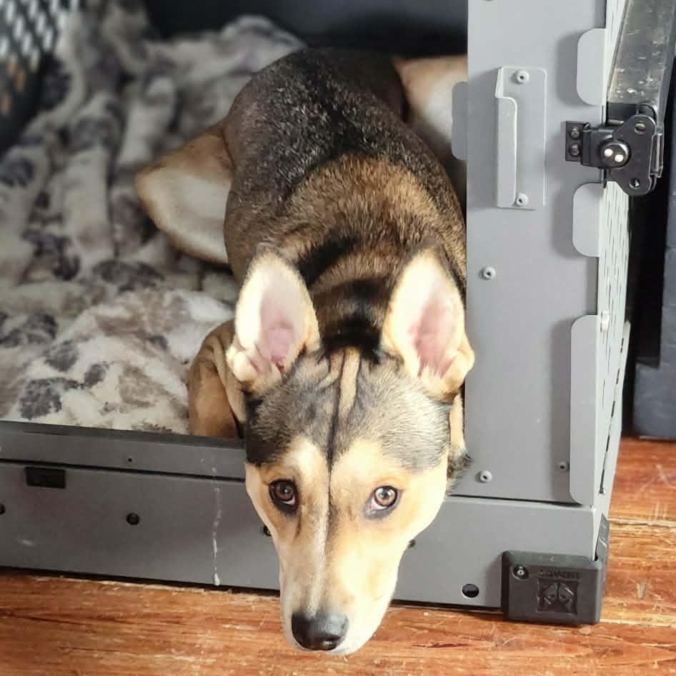 Stella, Adoptable, Adult Female German Shepherd Dog.