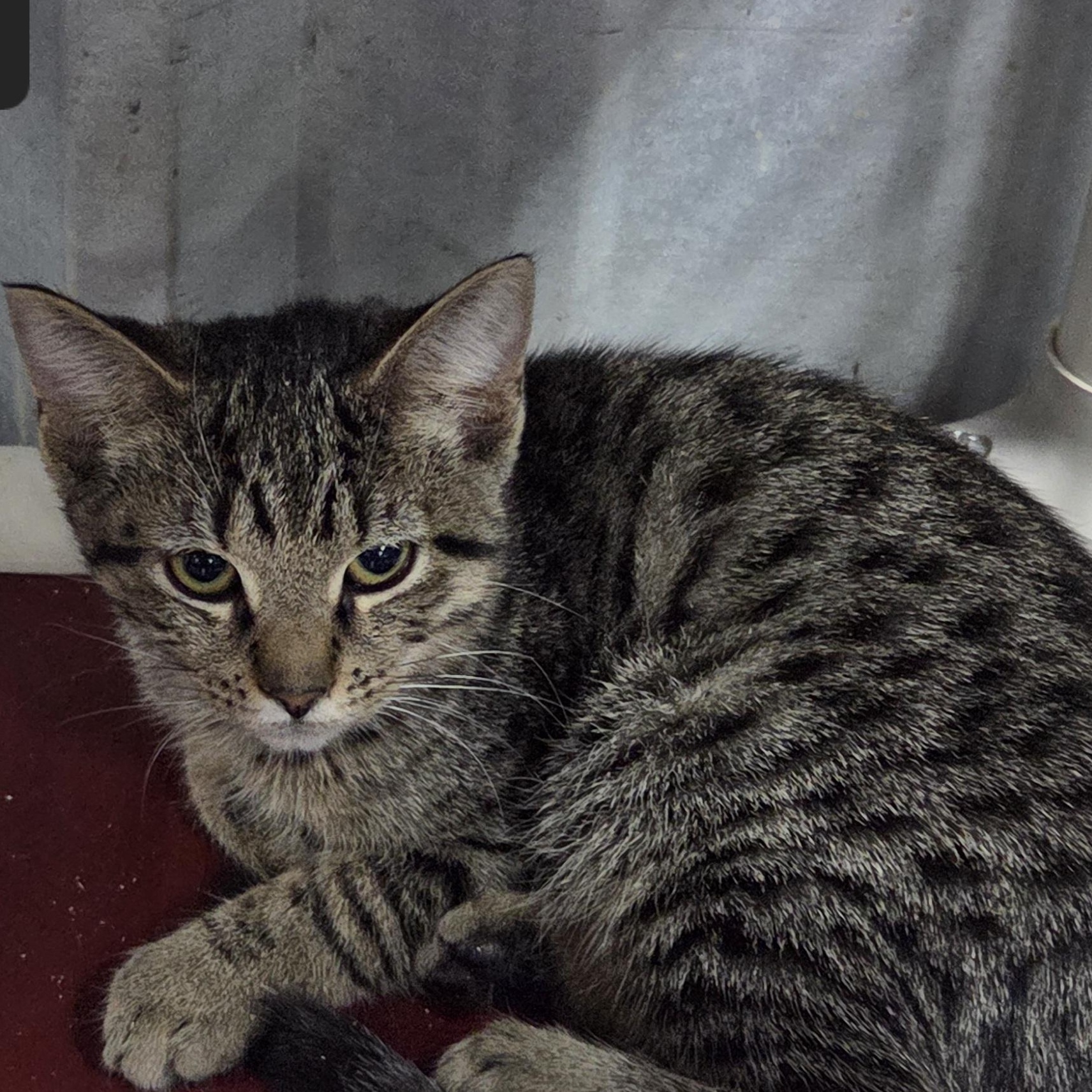 Tabitha, Adoptable, Young Female Domestic Short Hair.