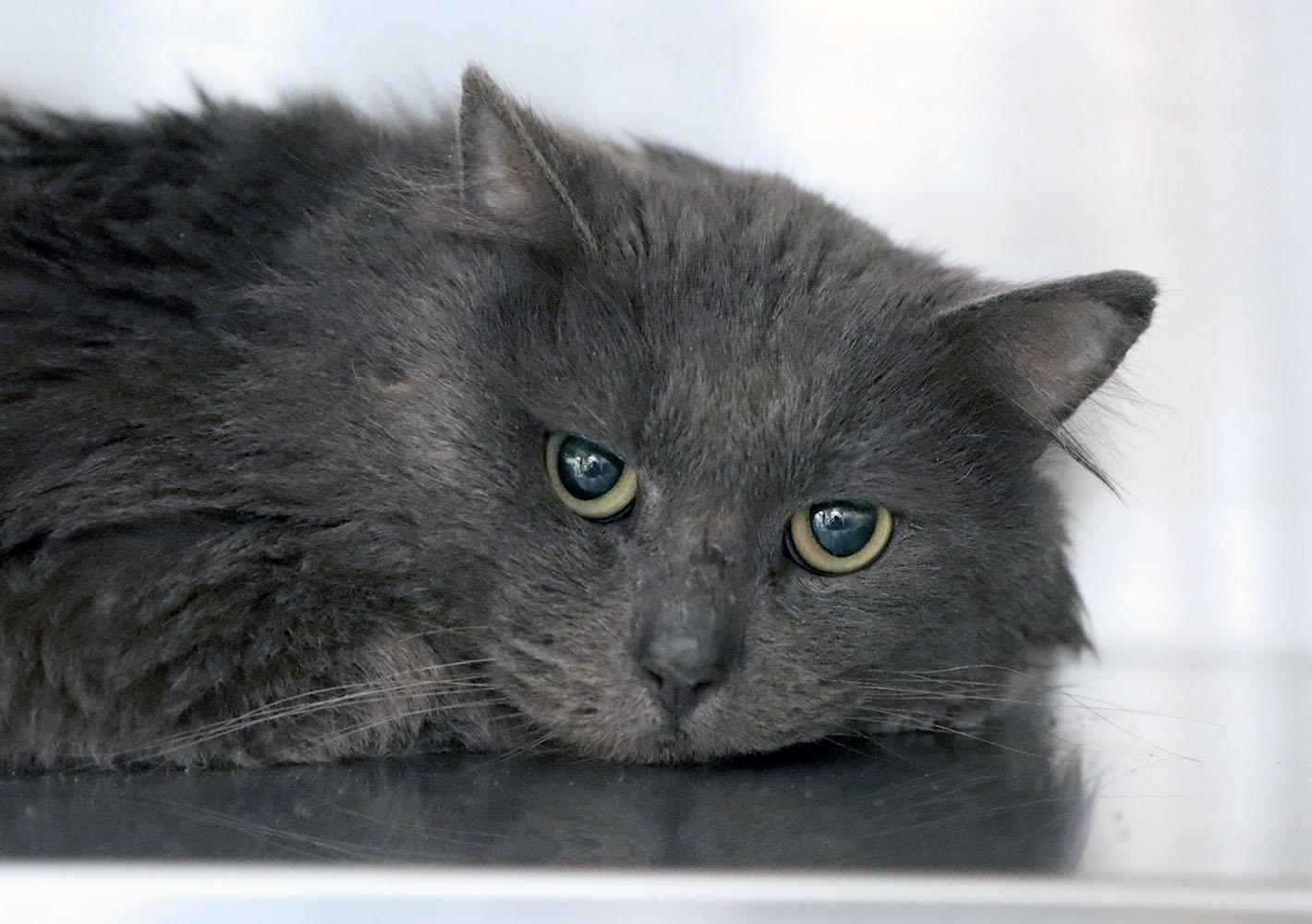 Enlarge PingPong (AO35955), a ADOPTABLE Domestic Medium Hair in Kansas City, KS image 1/1