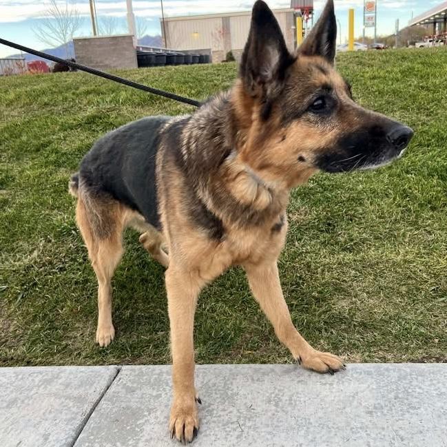 Presley, Adoptable, Senior Female German Shepherd Dog.
