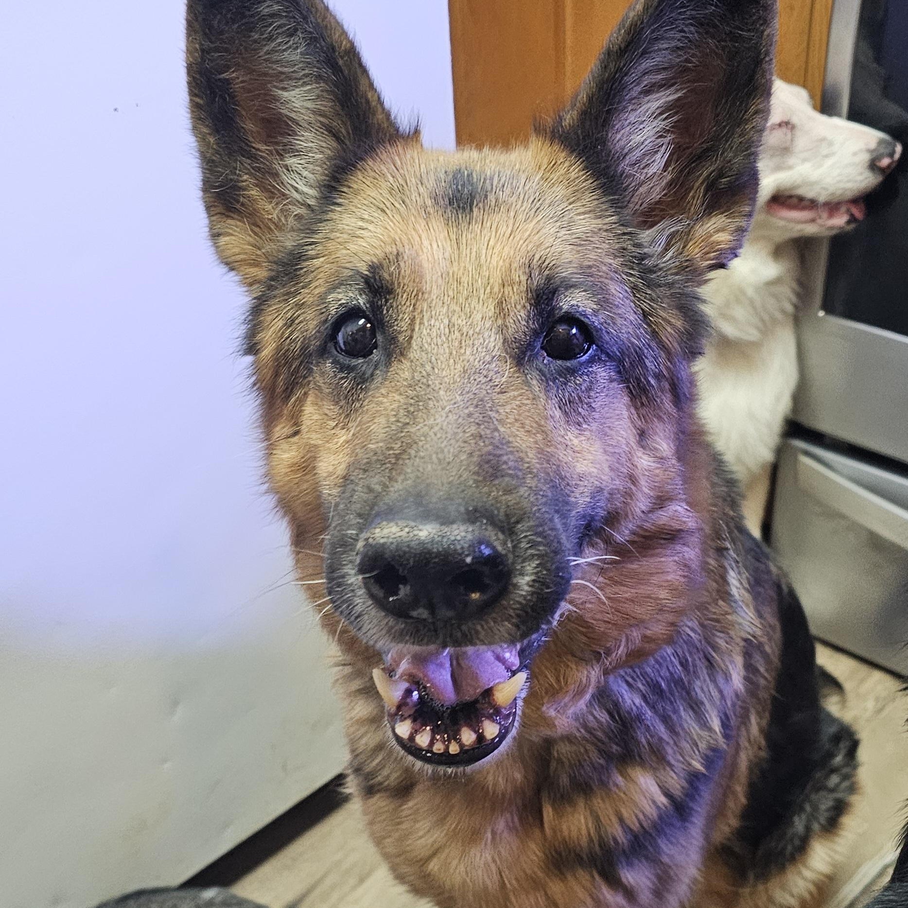 Presley, a Adoptable German Shepherd Dog in Pocatello, ID image 2/4