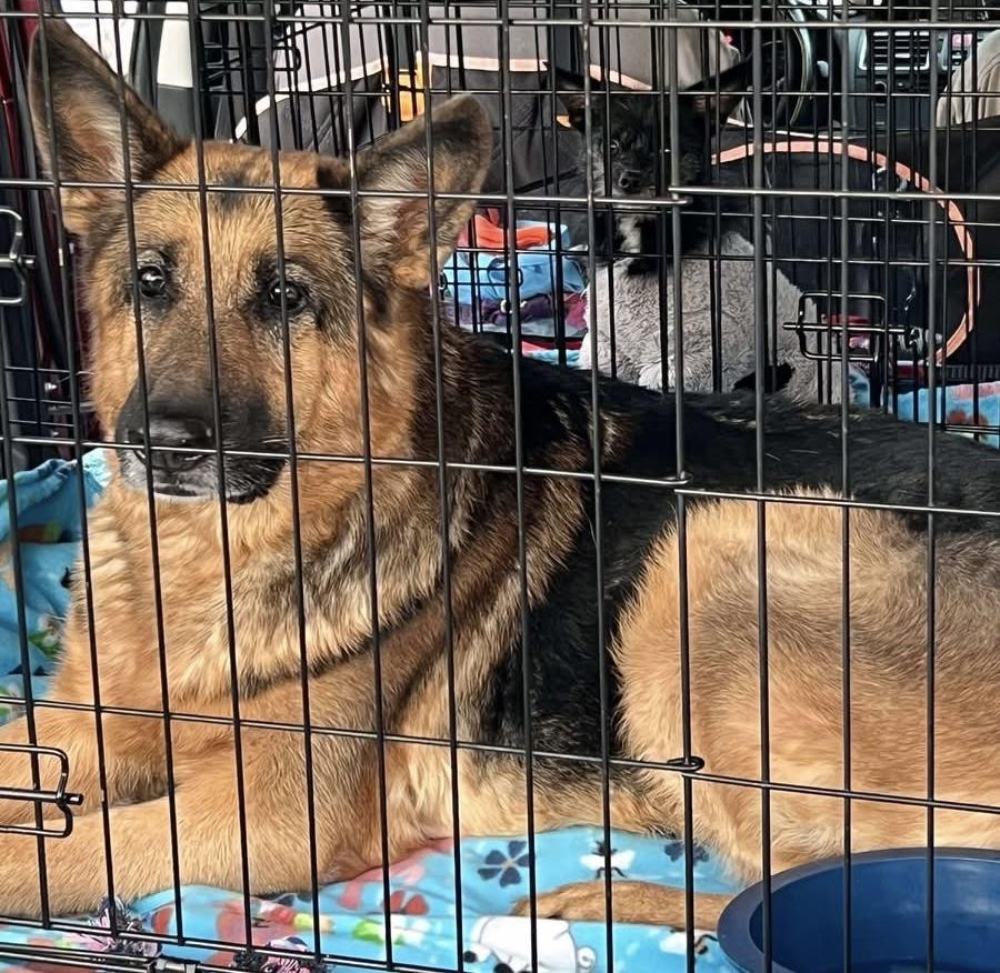 Presley, an adoptable German Shepherd Dog in Pocatello, ID, 83202 | Photo Image 4
