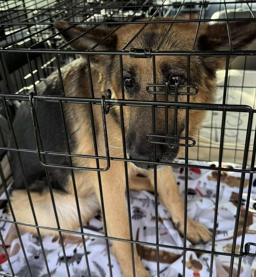 Presley, a Adoptable German Shepherd Dog in Pocatello, ID image 4/4
