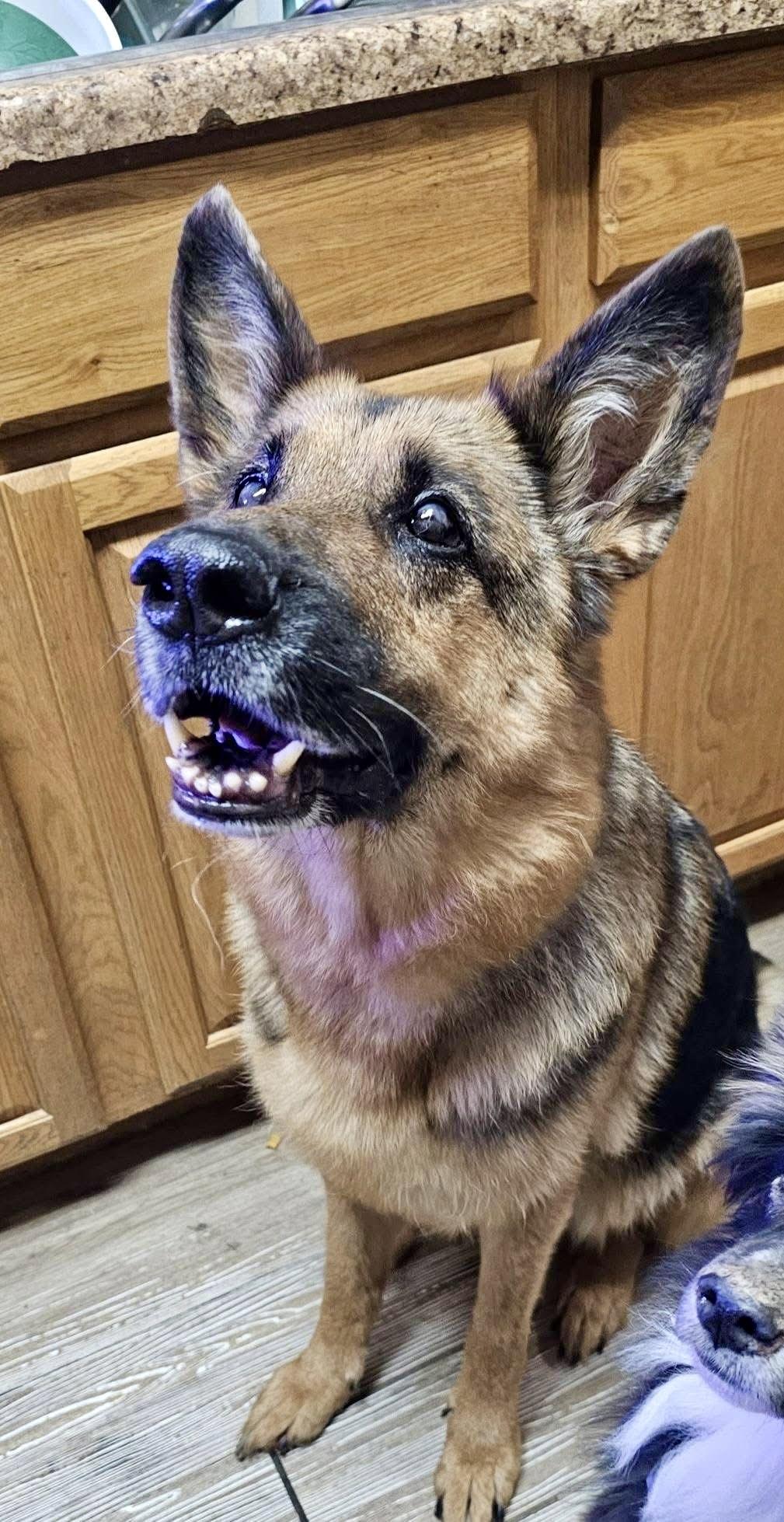 Enlarge Presley, a Adoptable German Shepherd Dog in Pocatello, ID image 6/6