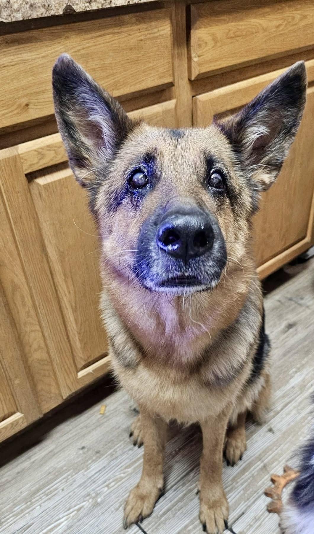 Enlarge Presley, a Adoptable German Shepherd Dog in Pocatello, ID image 5/6