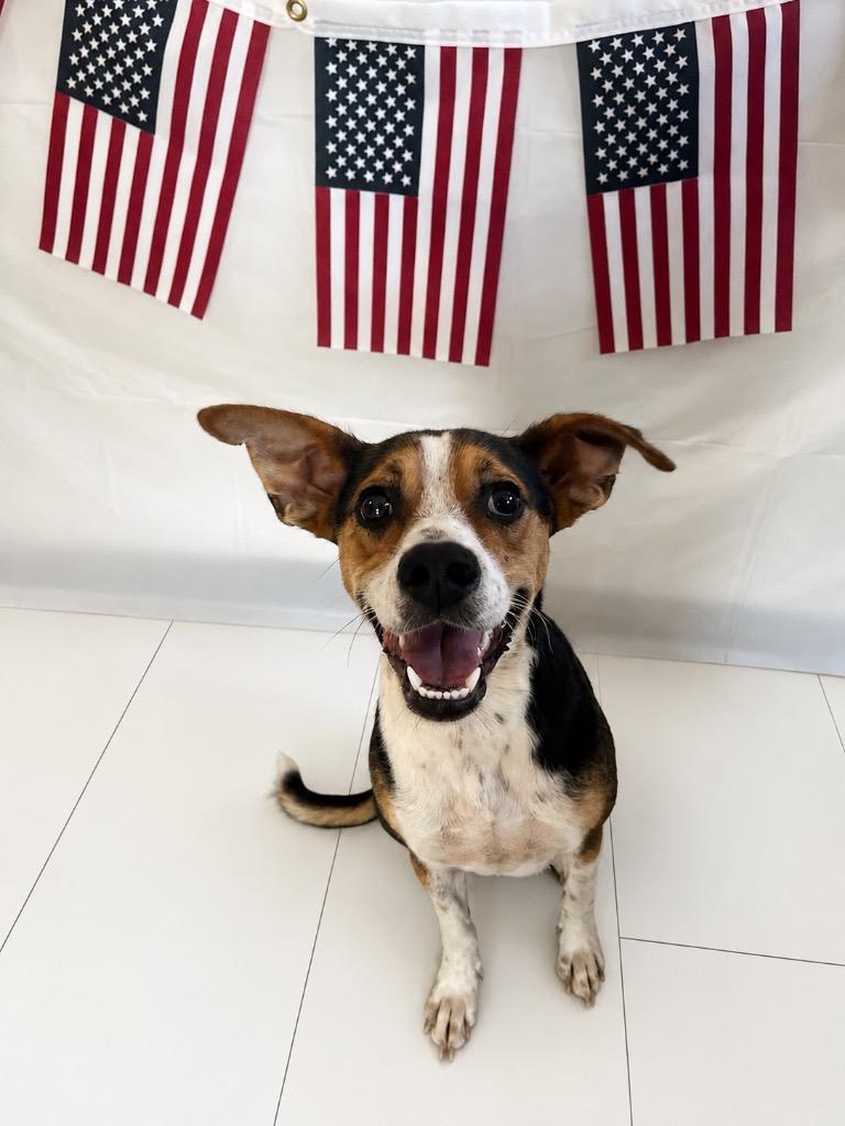 Enlarge Dip, a ADOPTABLE mixed breed in Chickasha, OK image 1/1