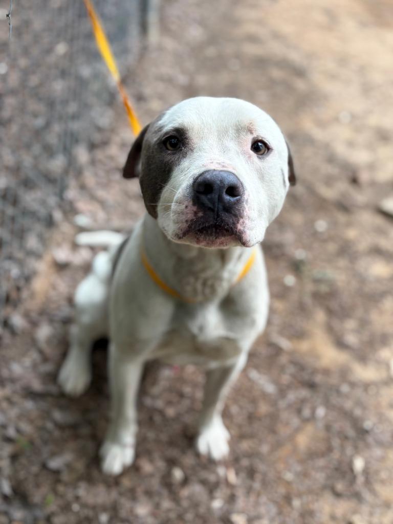 Pioneer, Adoptable, Adult Male Pit Bull Terrier.