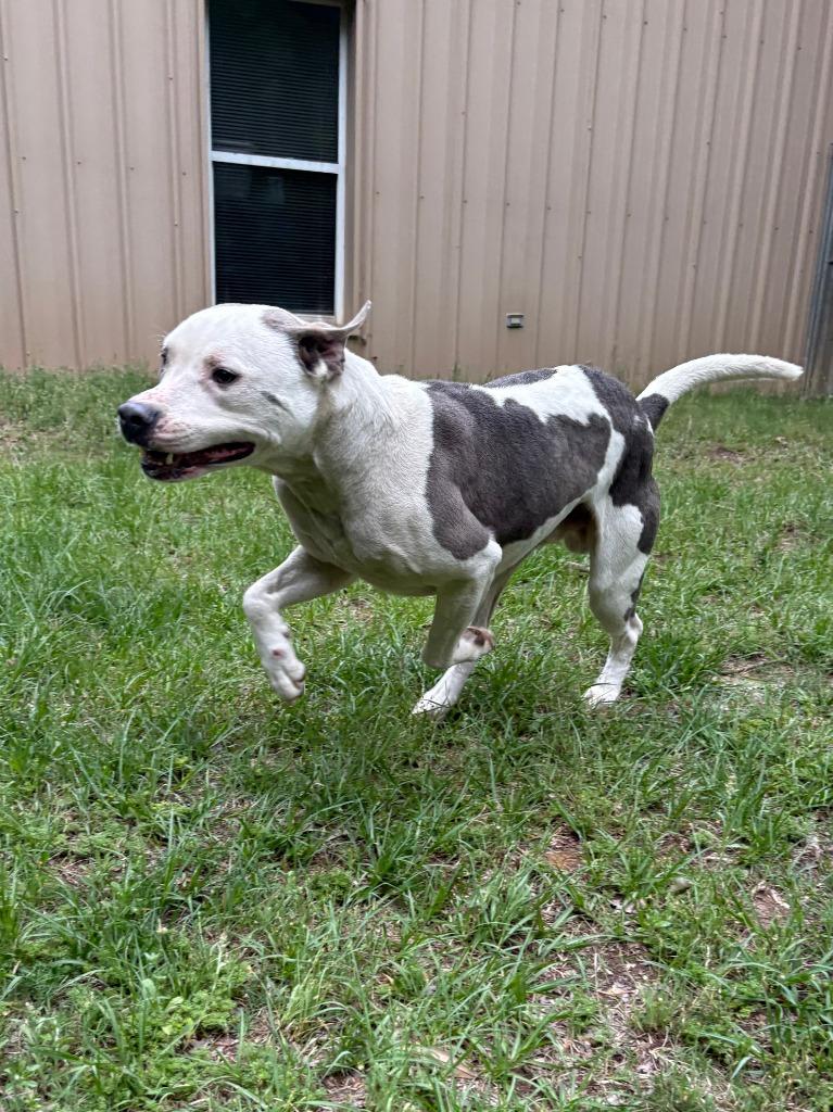 Enlarge Pioneer, a Adoptable Pit Bull Terrier in Nacogdoches, TX image 2/6