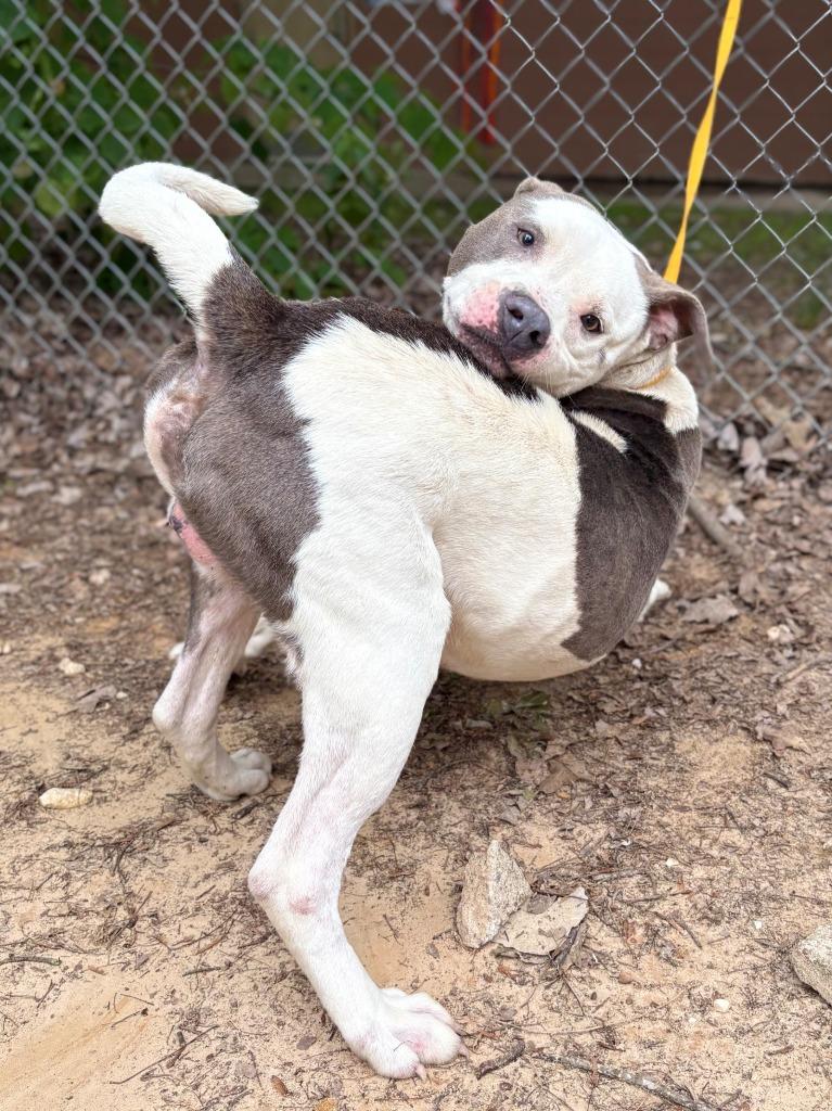 Enlarge Pioneer, a Adoptable Pit Bull Terrier in Nacogdoches, TX image 3/6