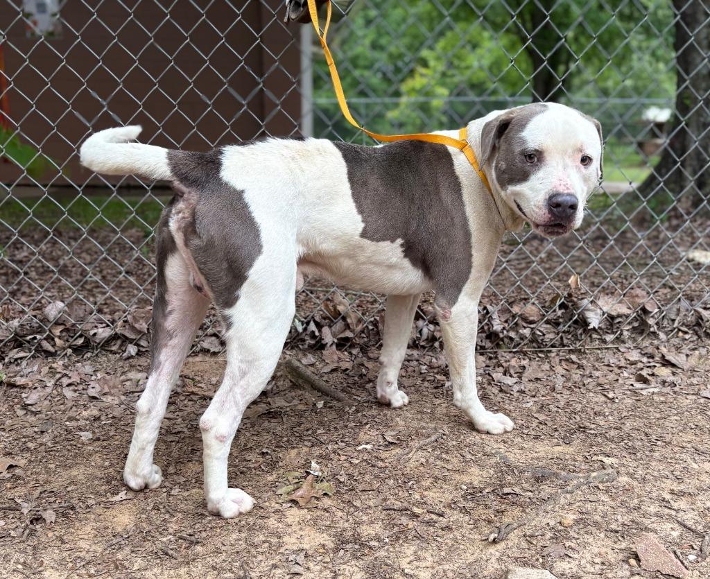 Enlarge Pioneer, a Adoptable Pit Bull Terrier in Nacogdoches, TX image 4/6