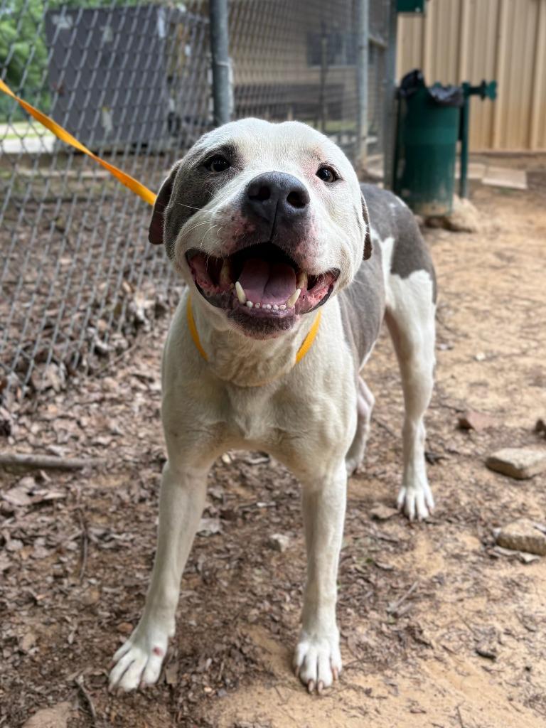Enlarge Pioneer, a Adoptable Pit Bull Terrier in Nacogdoches, TX image 5/6