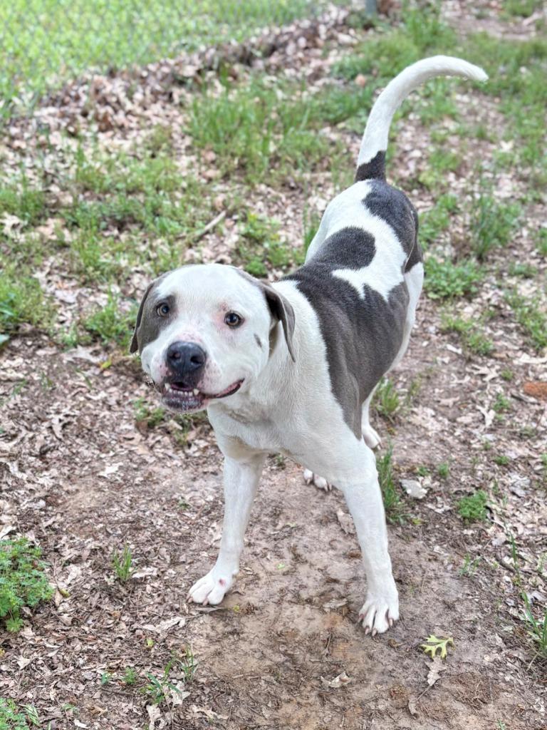 Enlarge Pioneer, a Adoptable Pit Bull Terrier in Nacogdoches, TX image 6/6