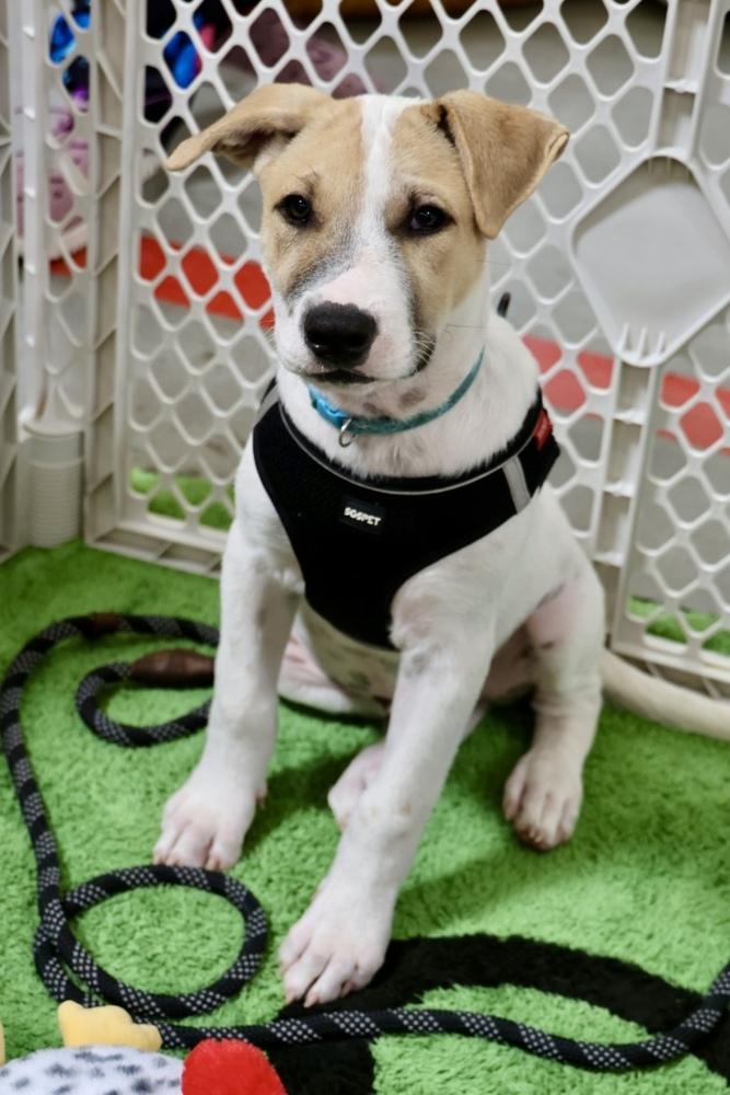 Wishbone, Adoptable, Puppy Male Shepherd.