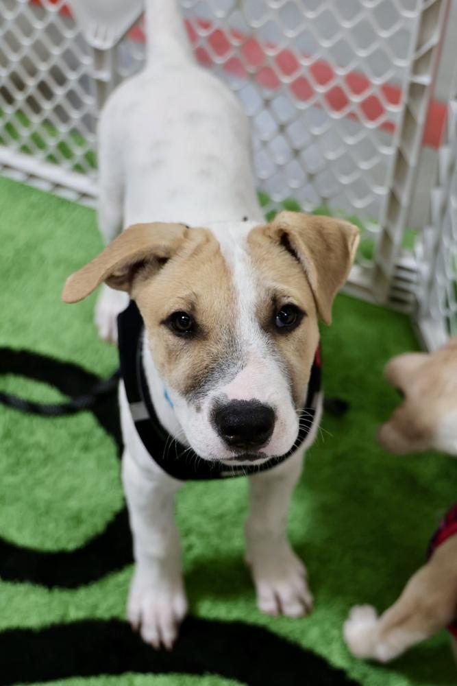 Wishbone, a Adoptable mixed breed in TUCSON, AZ image 2/6