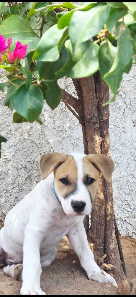 Wishbone, Adoptable, Puppy Male Shepherd.