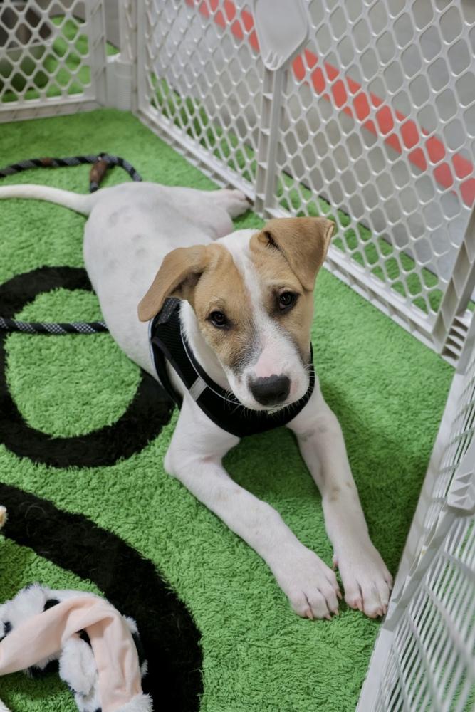 Wishbone, a Adoptable mixed breed in TUCSON, AZ image 4/6