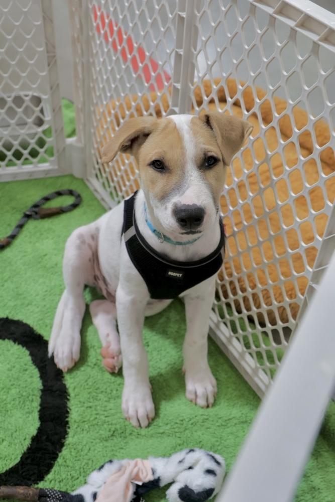Wishbone, a Adoptable mixed breed in TUCSON, AZ image 5/6