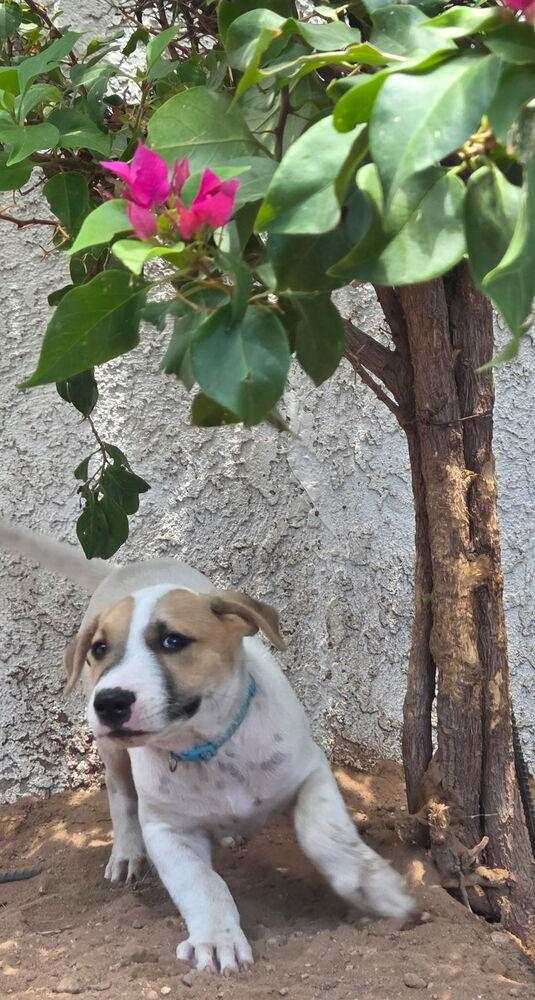 Enlarge Wishbone, a Adoptable mixed breed in TUCSON, AZ image 2/2