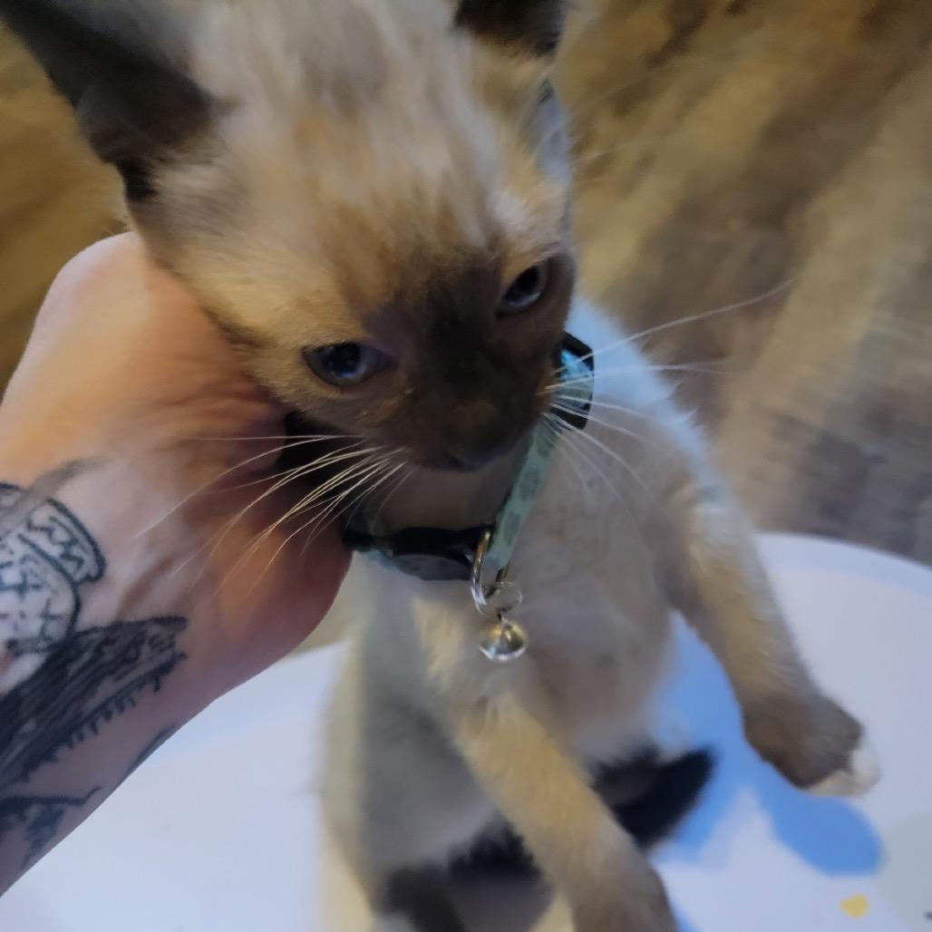 GH parmesan, Adoptable, Young Male Domestic Short Hair.