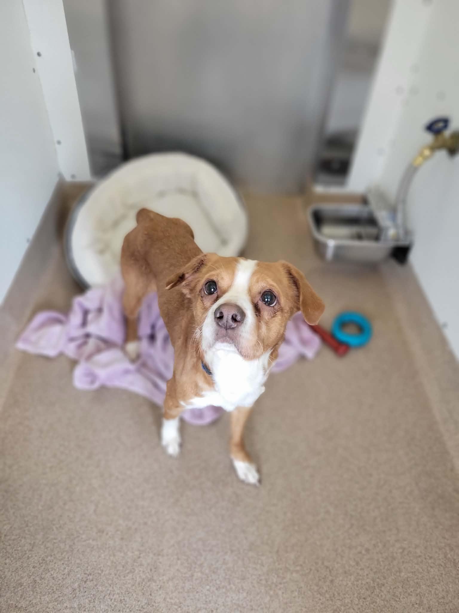 Cosmo, an adopted mixed breed in Chambersburg, PA image 2/2