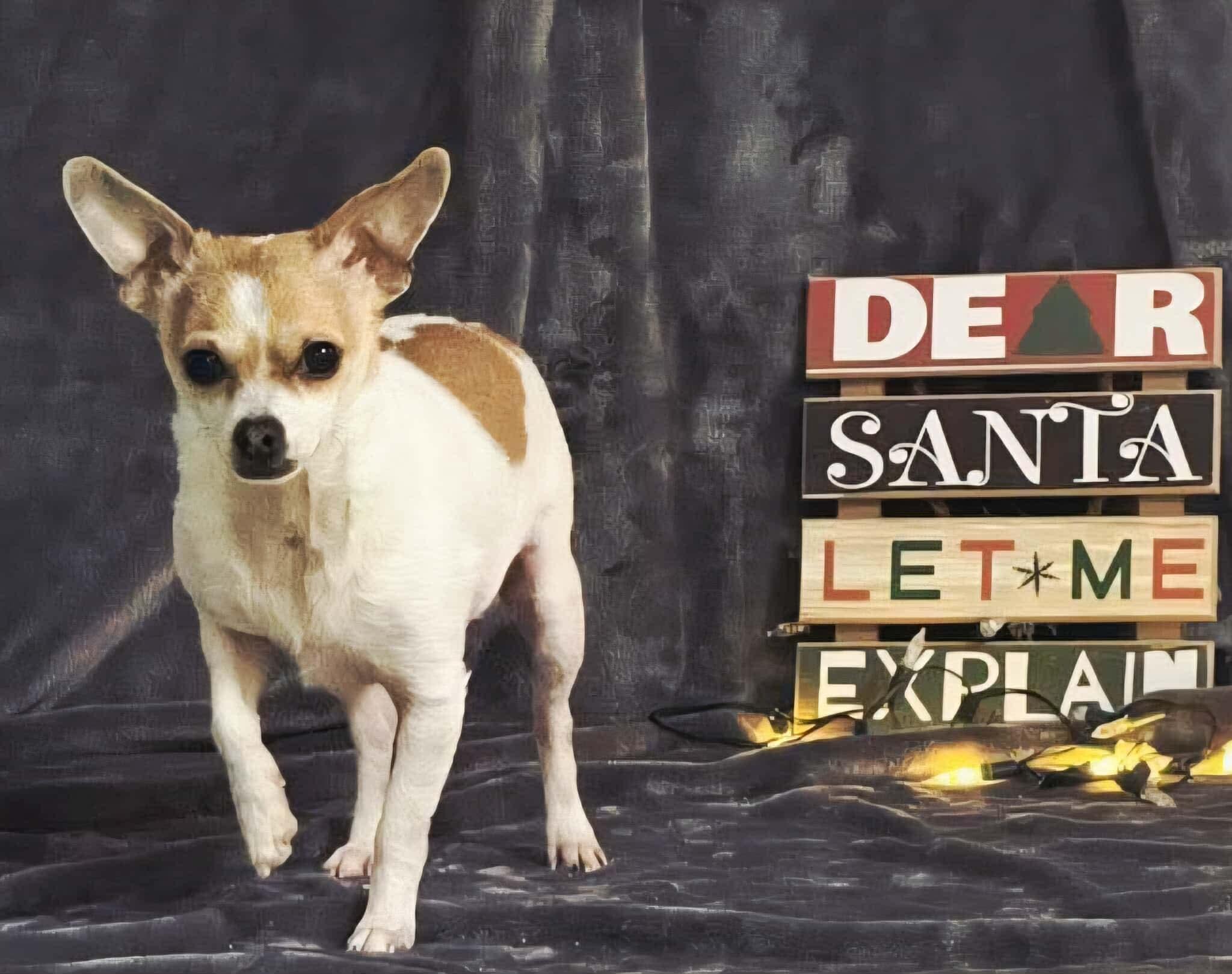 Lenny, a ADOPTABLE mixed breed in Calgary, AB image 3/6