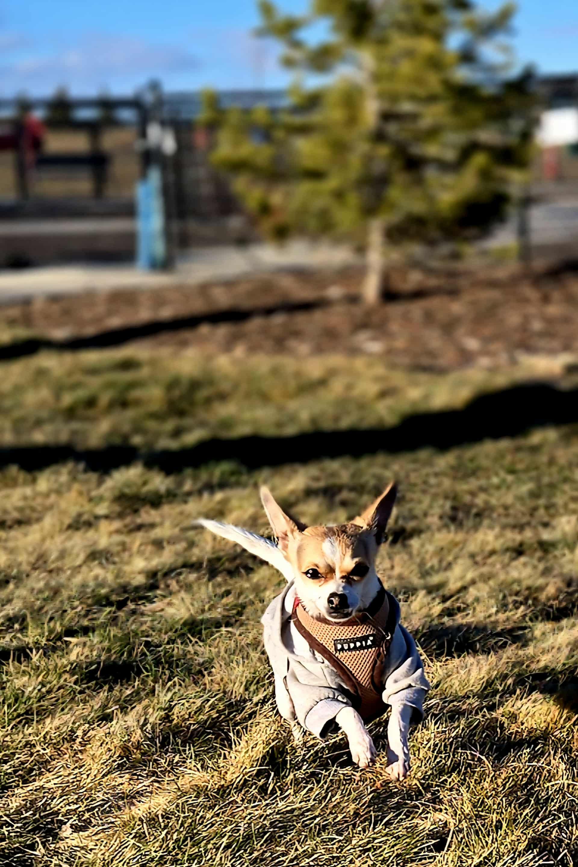 Lenny, a ADOPTABLE mixed breed in Calgary, AB image 2/6