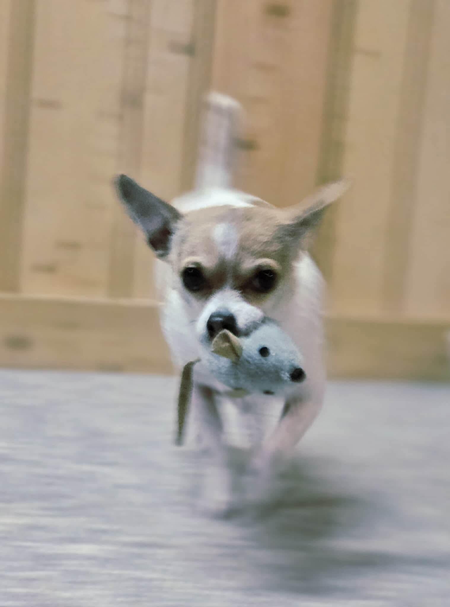 Lenny, a ADOPTABLE mixed breed in Calgary, AB image 1/6