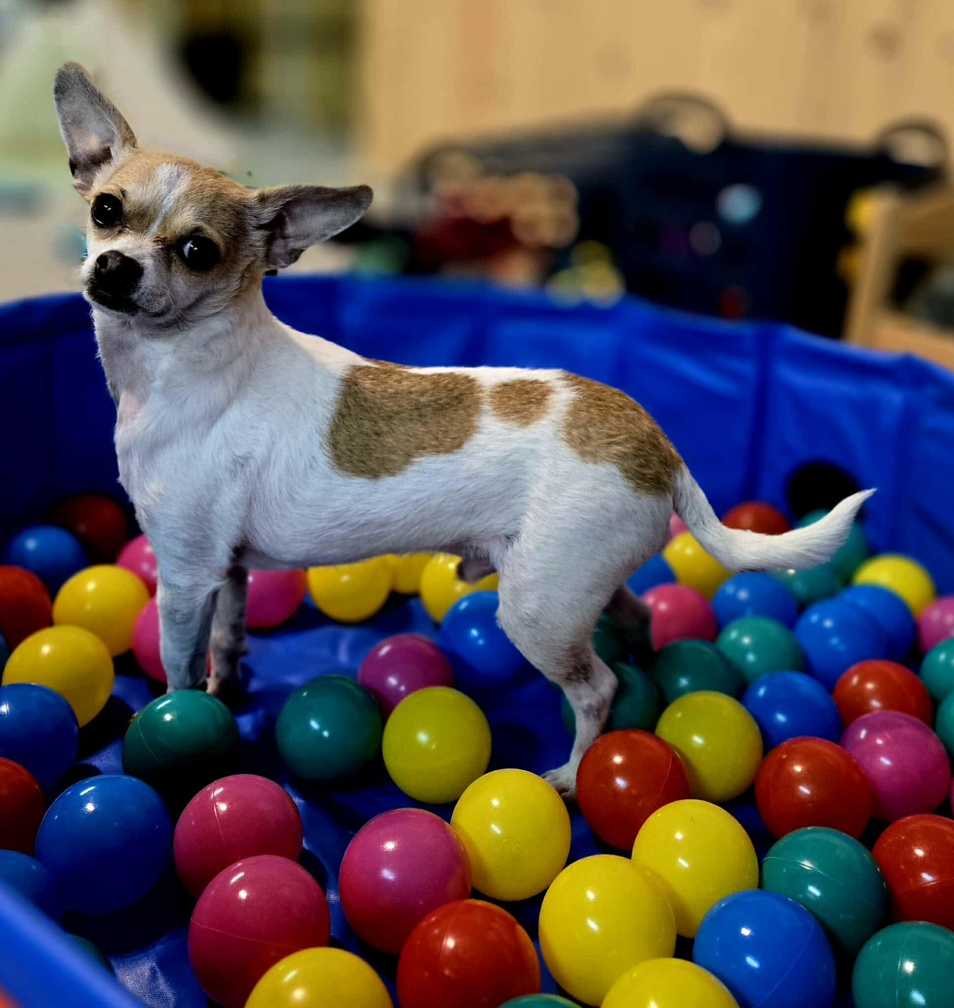 Lenny, a ADOPTABLE mixed breed in Calgary, AB image 4/6