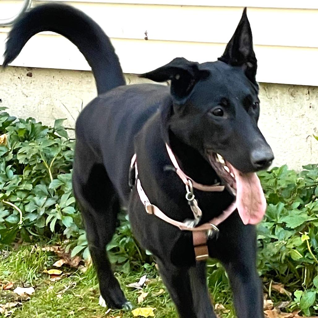 Enlarge Frida, a Adoptable mixed breed in Flintstone, MD image 1/5